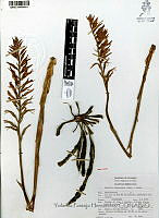 YPH3500 Sacoila lanceolata.jpg