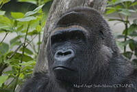 MASM06304 Gorilla gorilla.jpg