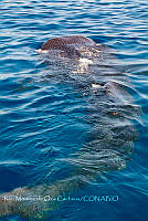 IMDOC6021 Rhincodon typus.jpg