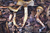 RVG0008 Armillaria zelleri.jpg