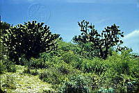 1480 Myrtillocactus geometrizans.jpg