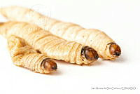 IMDOC3447 Aegiale hesperiaris.jpg