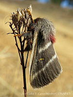 JCGM03170 Hemileuca sp..jpg