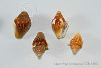 MASM05295 Columbella major.jpg