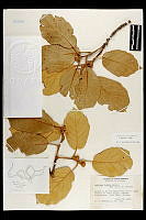 102088 Quercus mcvaughii.jpg