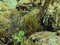 BDP0210 Dictyota barteyresiana.jpg