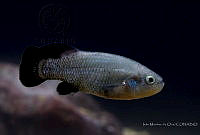 IMDOC2270 Characodon audax.jpg