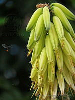 RF01 Apidae.jpg