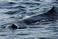 CNS0831 Physeter macrocephalus.jpg