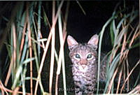 UNAMHBRM-17 Lynx rufus.jpg