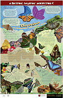 mariposas_chichimeca.jpg