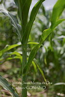 IMDOC4086 Sium latifolium.jpg
