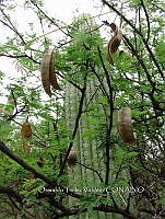 OTVBK029 0044 Acacia purpusii.jpg