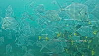 CCR 0011 Selene vomer.jpg