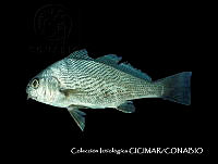 CICIMAR0544 Umbrina dorsalis.jpg