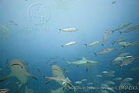 CNS1261 Carcharhinus leucas.jpg