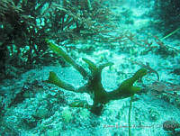 RRR0002 Codium simulans.JPG