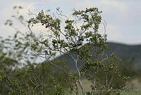 LCV0011 Lanius ludovicianus.jpg
