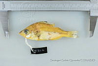 SGQ1361 Eucinostomus currani.jpg