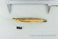 SGQ3468 Anableps dowei.jpg