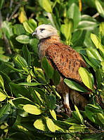 AARA01 Busarellus nigricollis.jpg