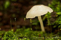 IMDOC1613 Fungi.jpg