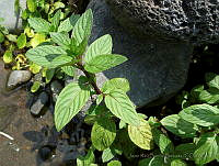 JRBB005 Mentha aquatica.jpg