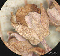 SL3423 Clethra hartwegii.jpg