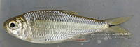 HE009 P 0051 Axtyanax mexicanus.JPG