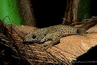 HBB0135 Aristelliger georgeensis.jpg