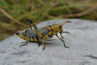 HRR01 Taeniopoda sp..jpg