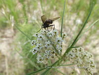 CAGM 0009 Asclepias subverticillata.jpg
