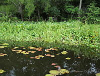 JVB0087 Nymphaea ampla.jpg