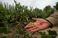 MASM06234 Dactylopius coccus.jpg