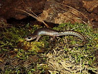 JLAL0069 Pseudoeurycea gadovii.jpg