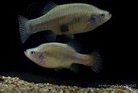 IMDOC2347 Xenotoca eiseni.jpg