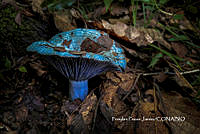MN6PyH0058 Lactarius indigo.jpg