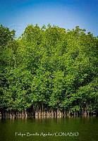 FBA0970 Manglar.jpg