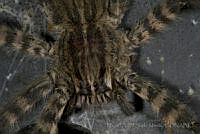 MASM04913 Cupiennius sp..jpg