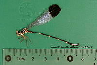 MRAA 0122 Palaemnema paulicaxa.JPG