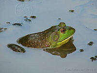 CGL1363 Lithobates catesbeianus.jpg