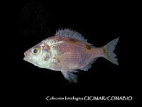 CICIMAR0560 Zalembius rosaceus.jpg