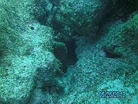 VDLCF0831 Gymnothorax funebris.jpg
