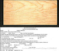 CMyFO 00005 Pinus teocote.JPG