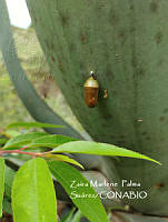 MN6F0066 Danaus plexippus.jpg