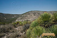 20. MASM00066 Agave stricta copia.JPG
