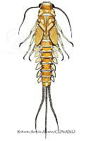 RAA0979 Baetidae.jpg