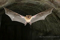 MASM07808 Glossophaga soricina.jpg