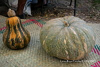 LRP 1716 Cucurbita.jpg