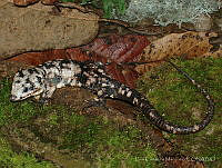 LCM0127 Abronia lythrochila.jpg